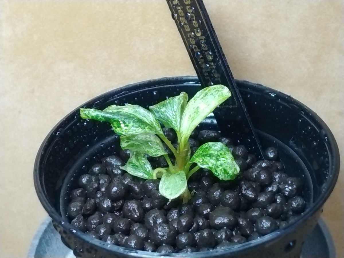 ブセファランドラ sp (斑入り)'マーブル' Bucephalandra sp variegated