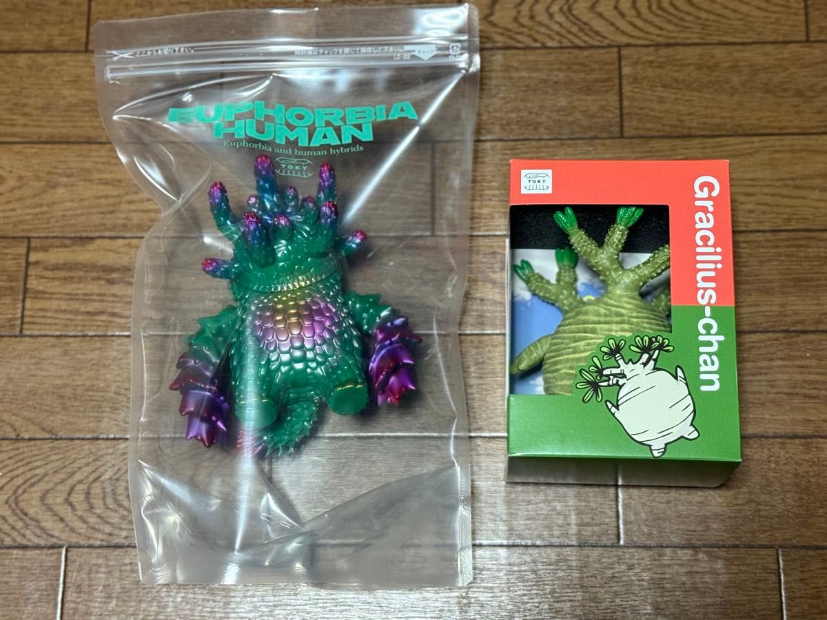 トーキー TOKY グラキリスちゃん ユーフォルビア人 多肉植物 観葉植物