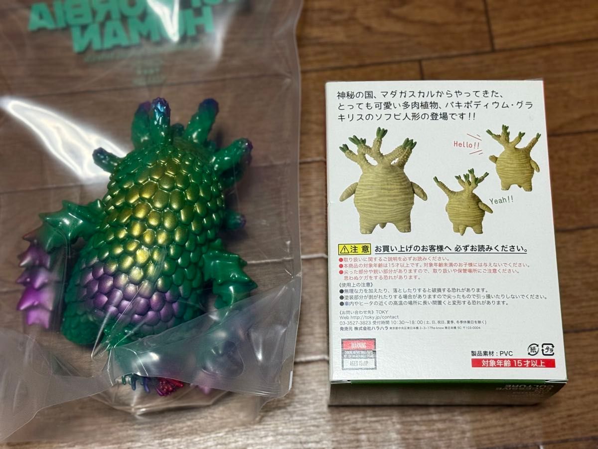 トーキー TOKY グラキリスちゃん ユーフォルビア人 多肉植物 観葉植物
