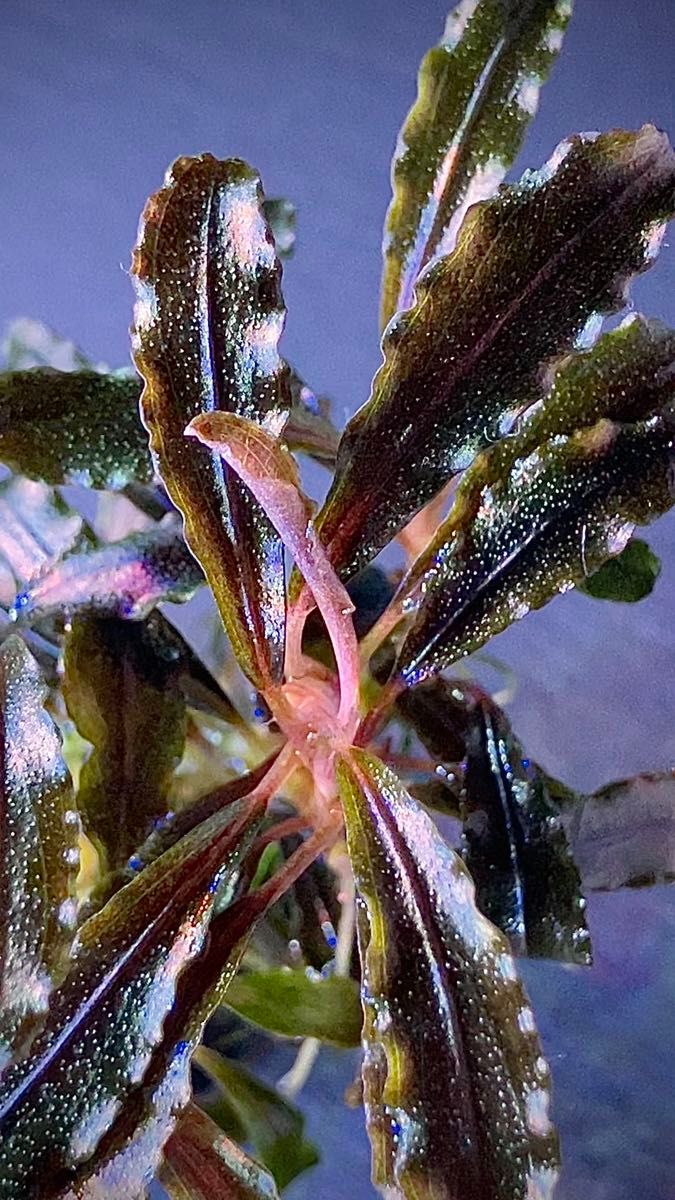 ブセファランドラ sp シラット ラウンド Bucephalandra sp Silat Round