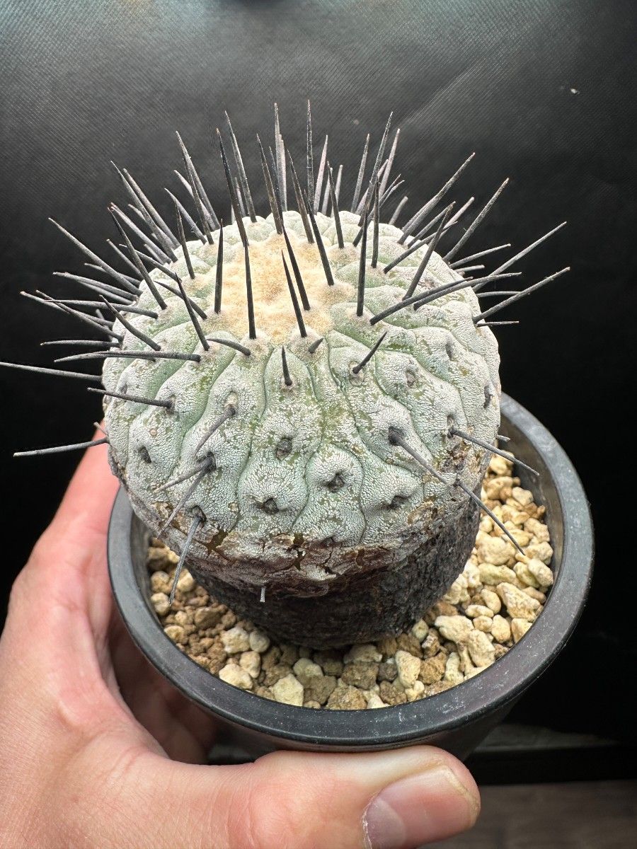 5 発根済み 孤竜丸 コピアポア シネレア コルムナアルバ copiapoa 5 発