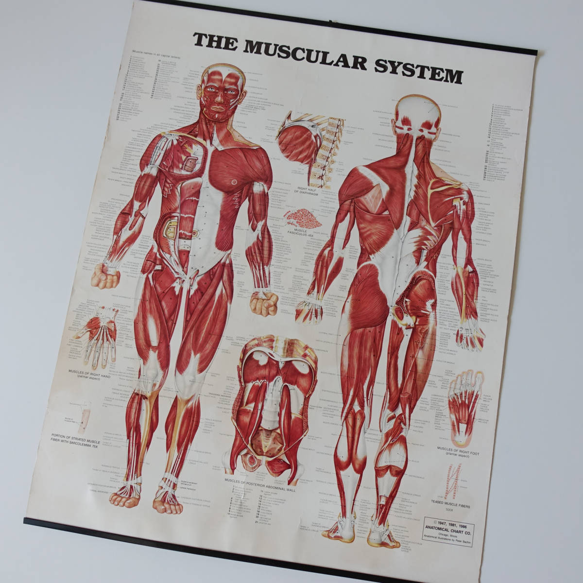 ヴィンテージ ANATOMICAL CHART CO アナトミカルチャート 人体解剖図