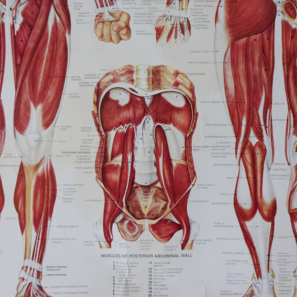 ヴィンテージ ANATOMICAL CHART CO アナトミカルチャート 人体解剖図