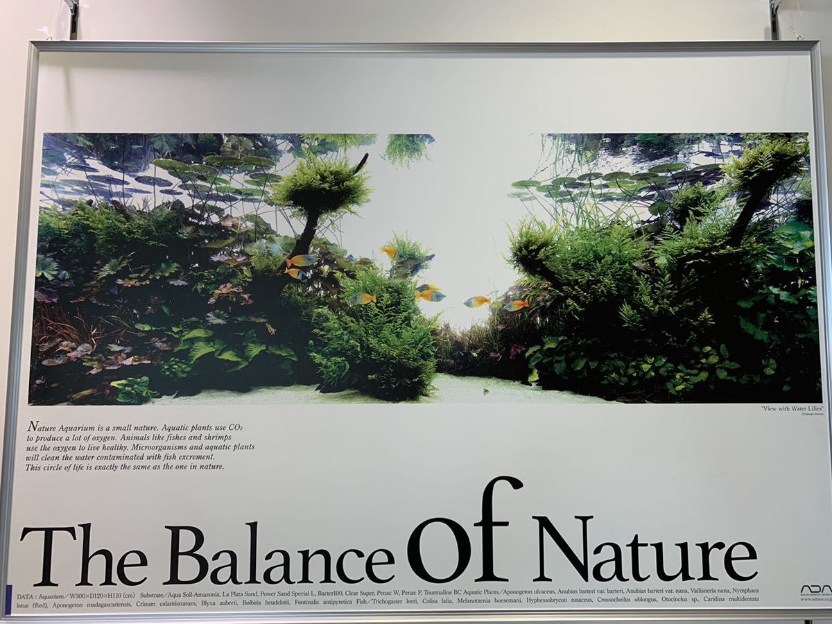 Yahoo!オークション - 【ADA】新品未開封 Balance of Natureポスター