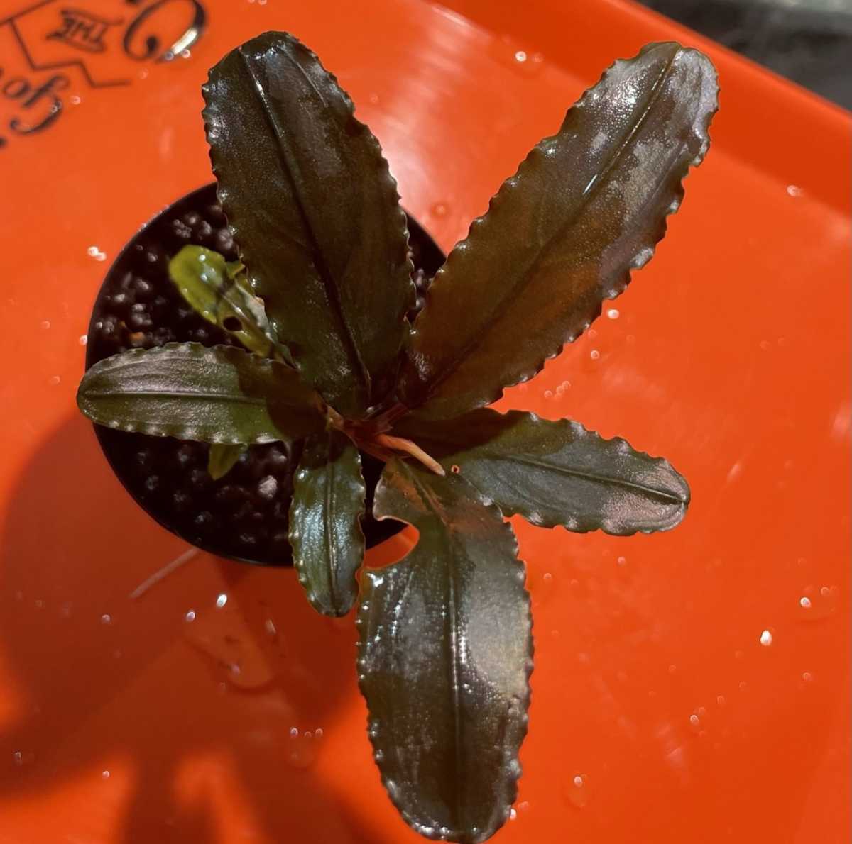 こ*た様 ブセファランドラでBucephalandra Kishii 細葉 こ*た様