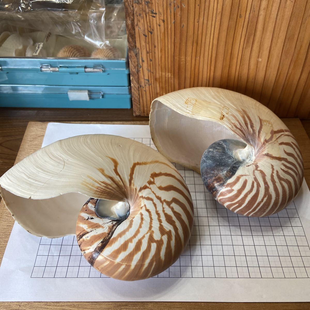 Yahoo!オークション - 貝標本 オウムガイ 約17cm 2点セット インテリア