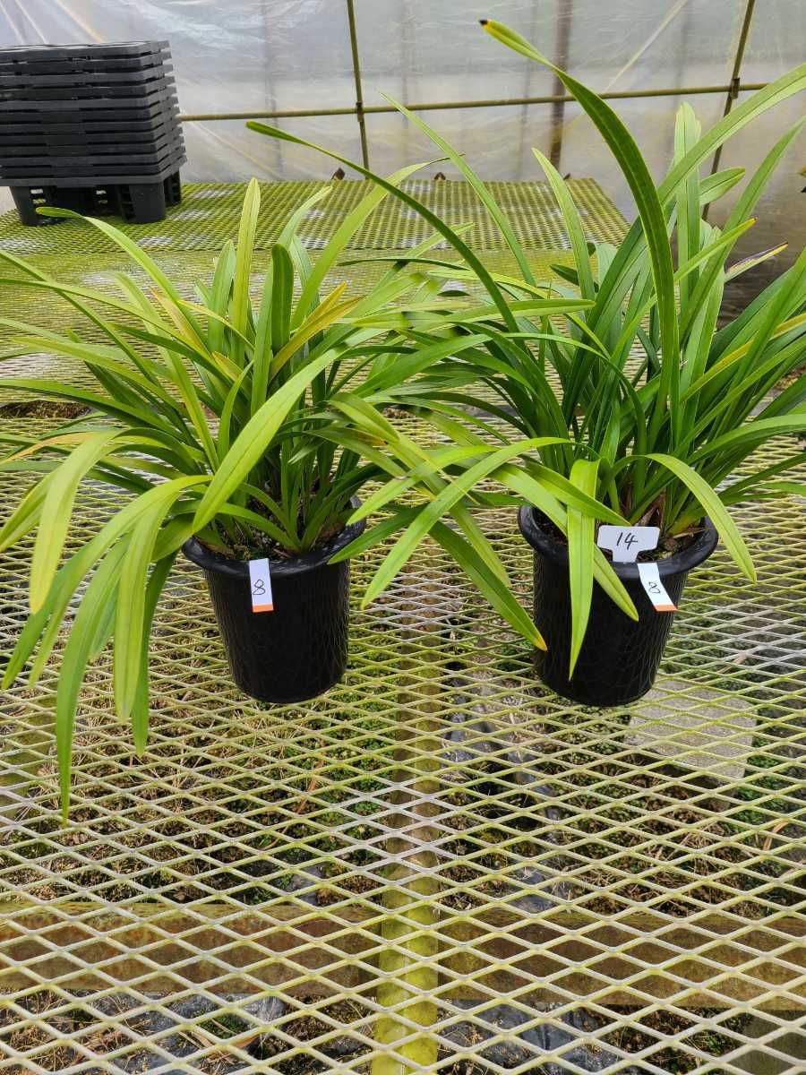 キンリョウヘン 白花 3鉢 日本蜜蜂 誘引 キンリョウヘン 白花 3鉢