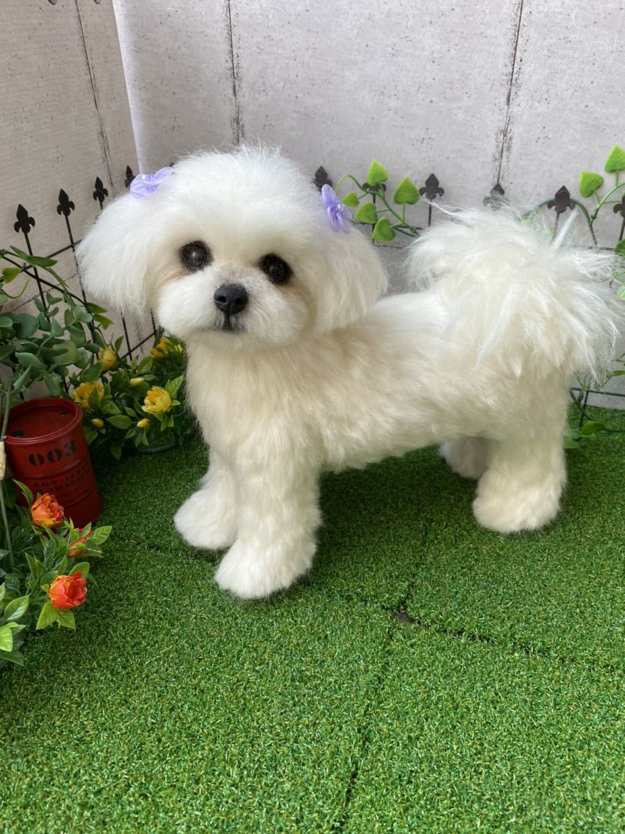 Yahoo!オークション - 羊毛フェルト 犬ハンドメイド マルチーズ