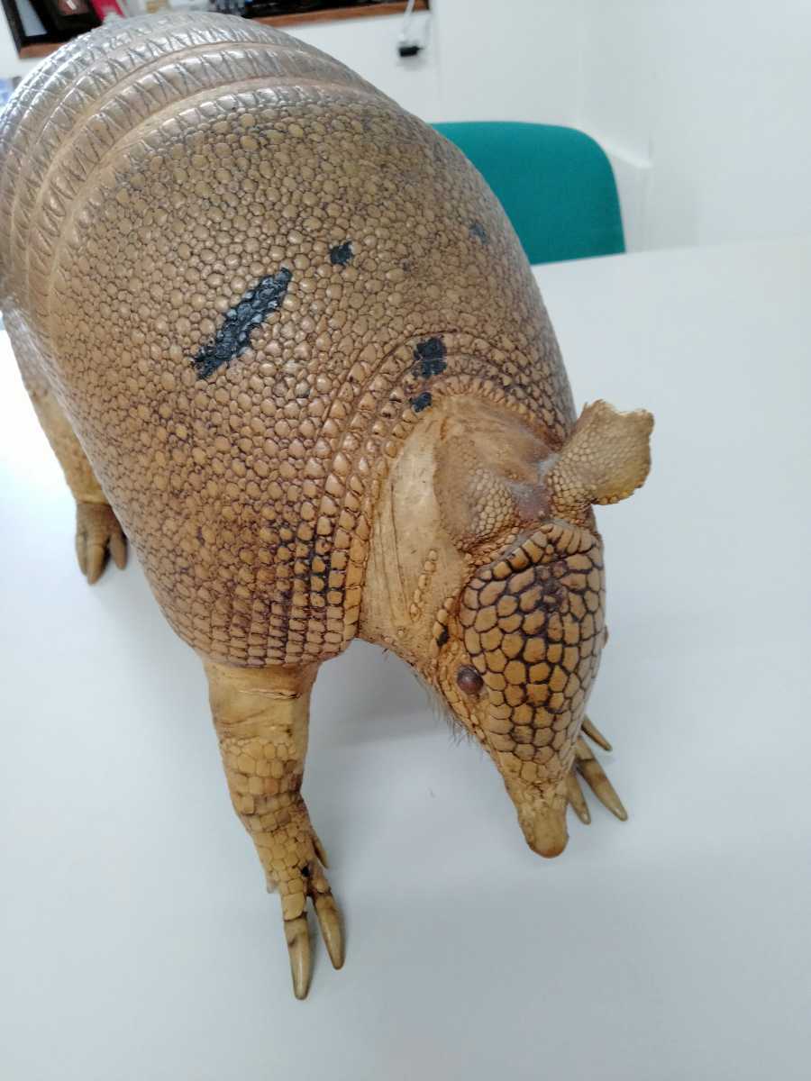 Yahoo!オークション - アルマジロ 恐竜 剥製 珍品 置物 希少動物剥製