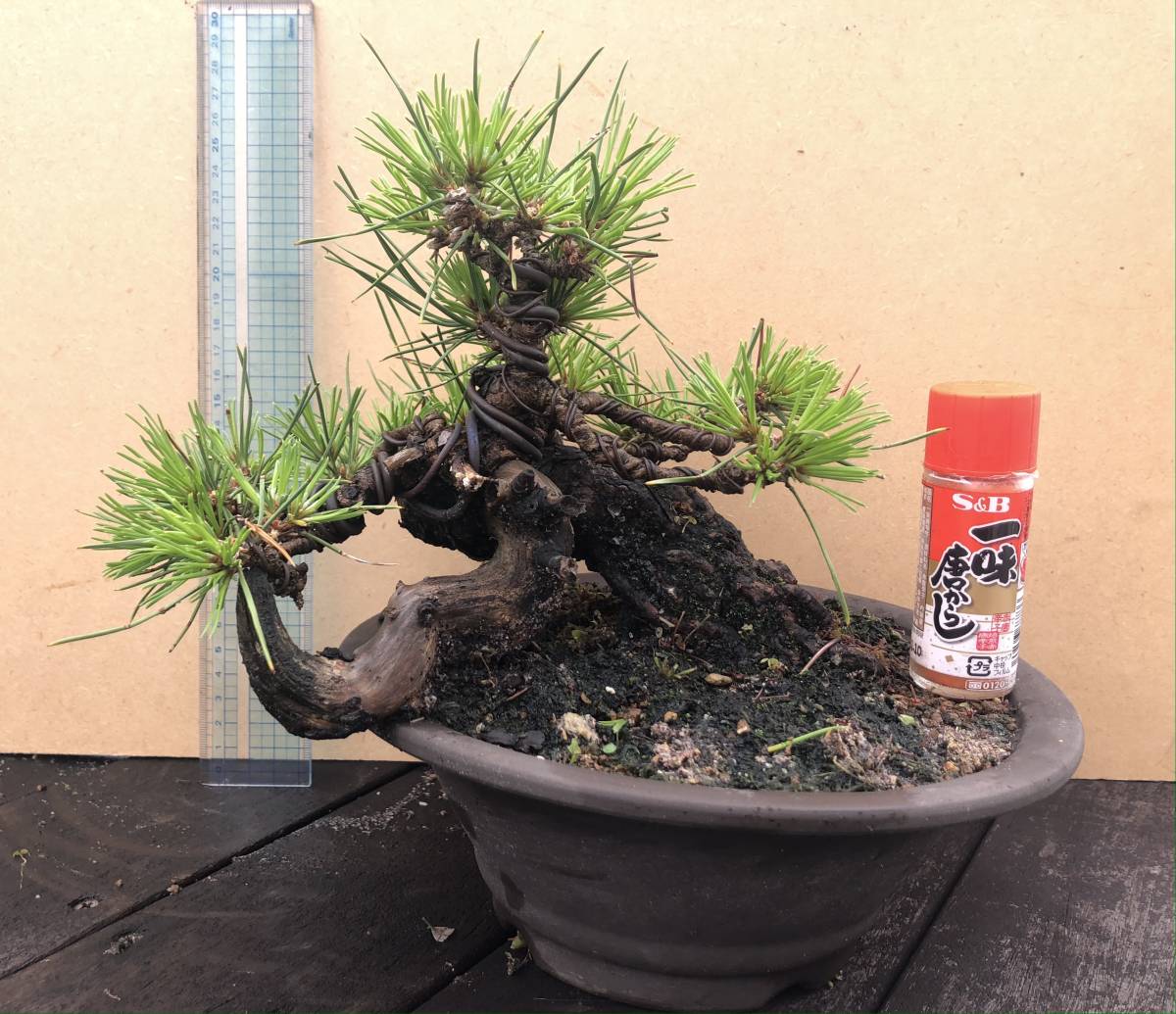 黒松 小品 盆栽 素材 黒松 小品盆栽 素材 将来有望 針金かけ、植え替え済
