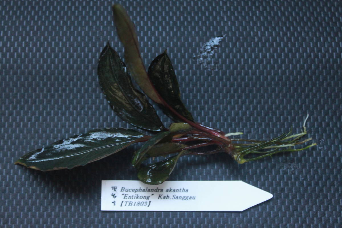 Yahoo!オークション - Bucephalandra akantha " Entikong" Kab.S