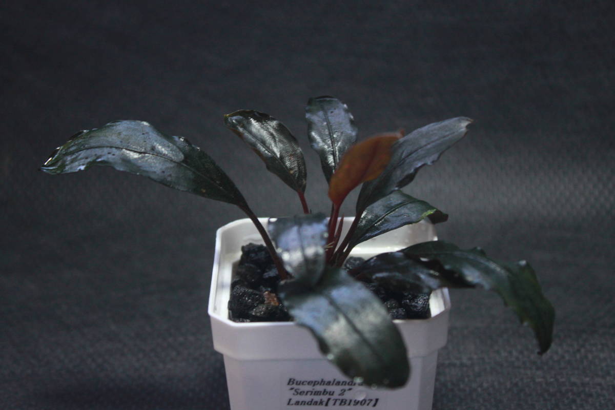 Yahoo!オークション - Bucephalandra sp. " Serimbu 2" Landak【