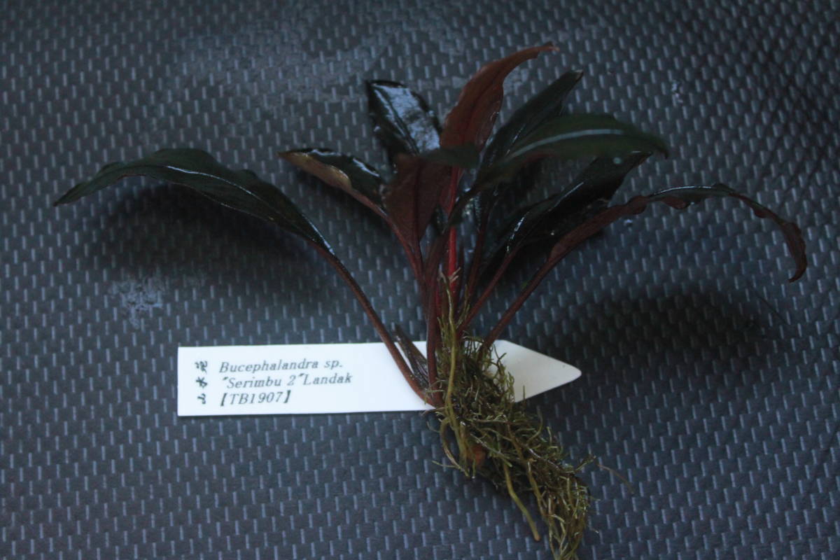 Yahoo!オークション - Bucephalandra sp. " Serimbu 2" Landak【