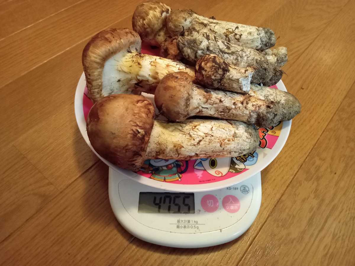 Yahoo!オークション - 北海道日高産 10月2日朝採り 松茸 ツボミ8本 476