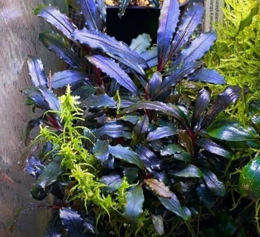 Yahoo!オークション - Bucephalandra sp.Ghost kalimantan ブセファラ