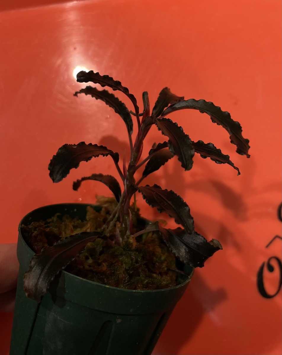 Yahoo!オークション - Bucephalandra sp.Ghost kalimantan ブセファラ