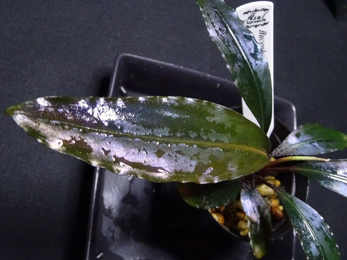 Yahoo!オークション - 訳あり Bucephalandra sp. Deep Purple from Kap