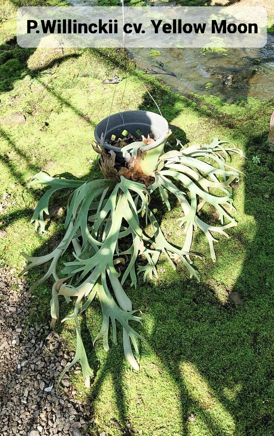 P.willinckii cv. Yellow Moon (Pup) 【artPLANTs】ビカクシダ
