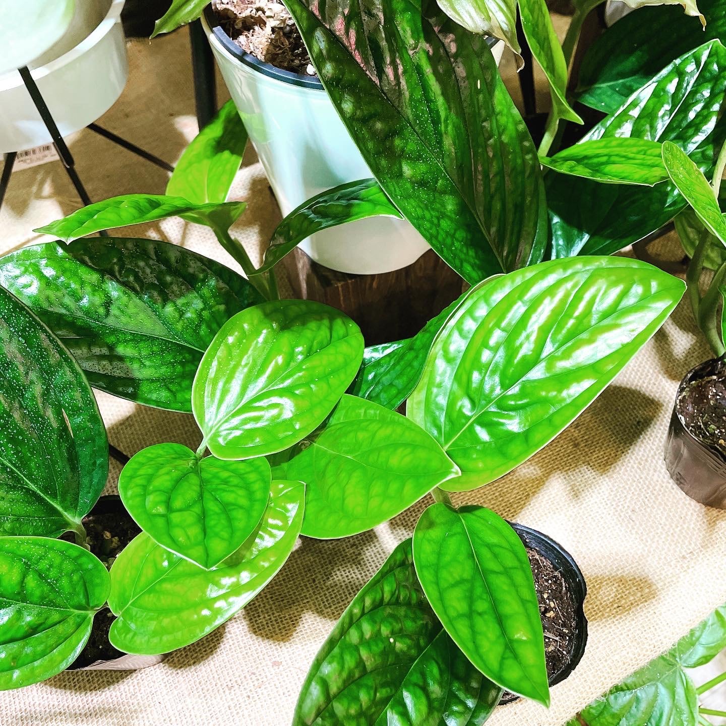 新種モンステラ！ジェイドウィング | Gardenえん 【観葉熱帯植物】
