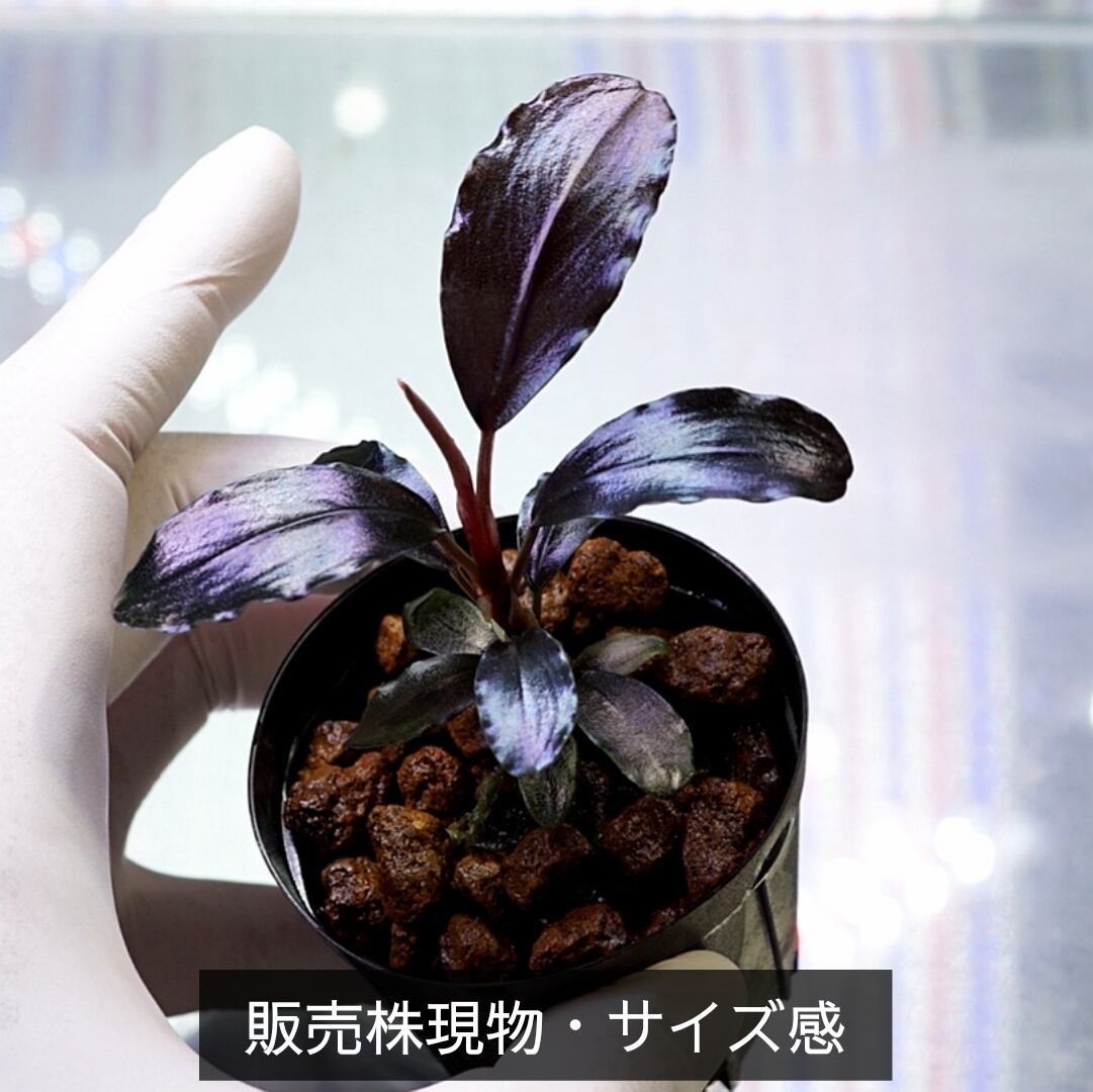 一点物】Bucephalandra sp.”Theia blue” No-001 | ブルーゲッコーラボ