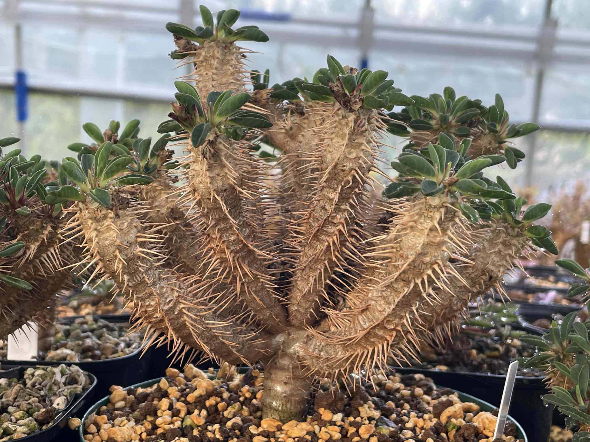 ユーフォルビア・ギラウミニアナ｜Euphorbia guillauminiana【種子4粒