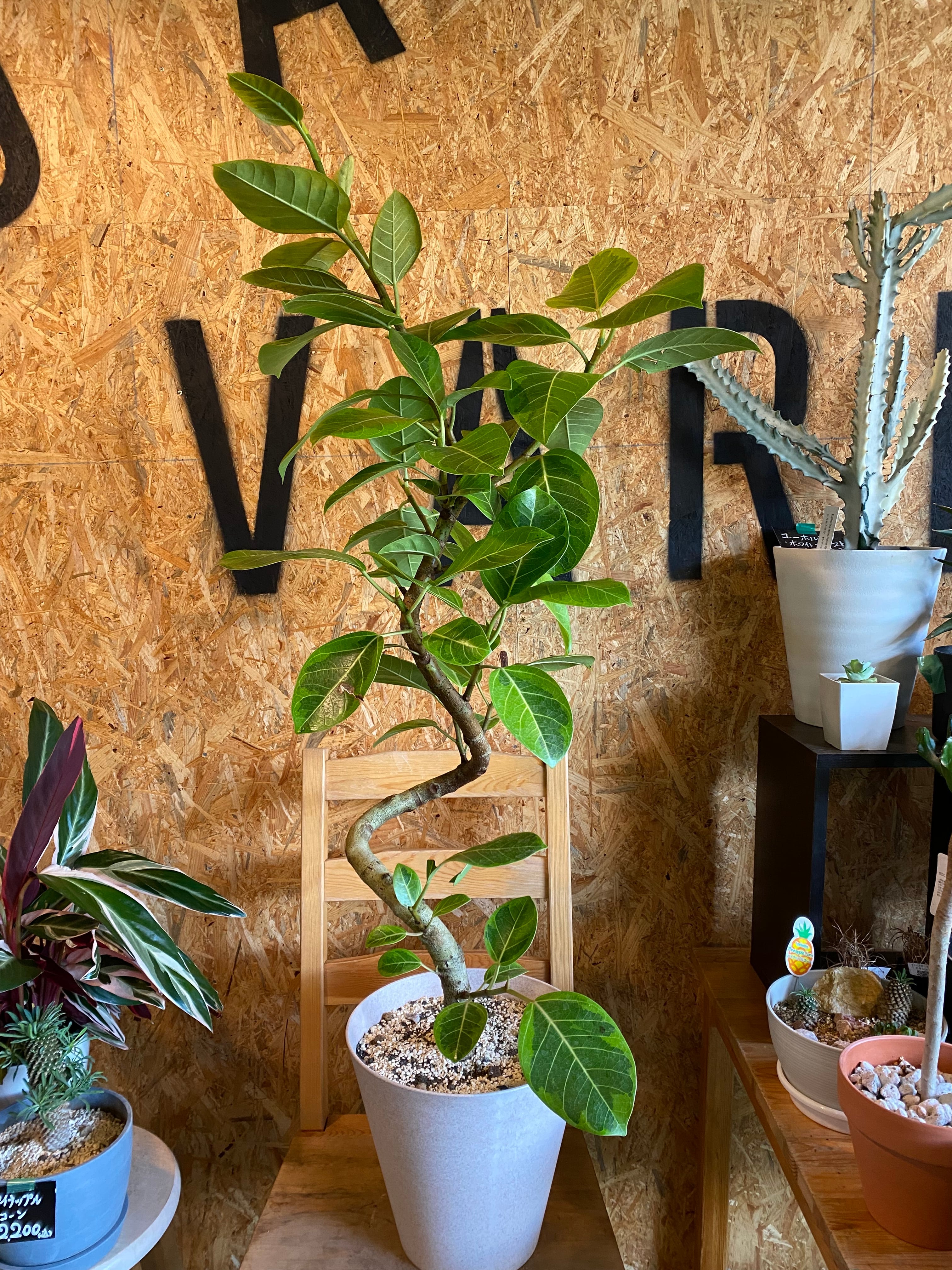 フィカス アルテシマ 曲がり H120cm W55cm 口径24cm | Garden Varejo