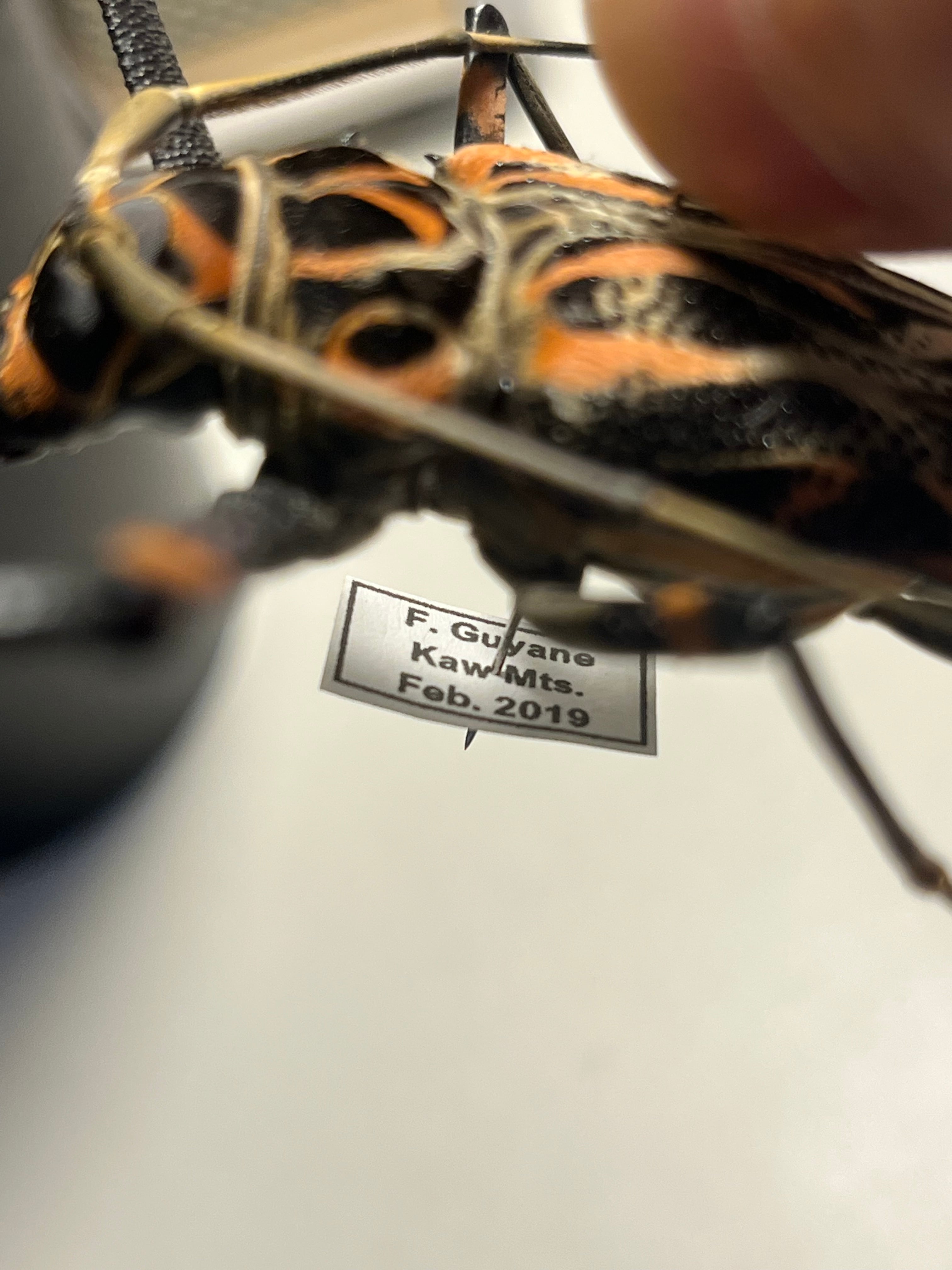 極美個体】テナガカミキリ 全長74mm 昆虫標本甲虫ハムシサソリ