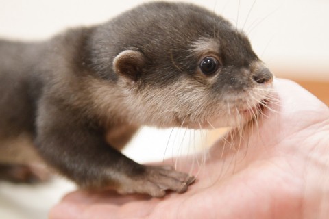 カワウソ”総選挙に51万票、人気過熱のワケとは？「町おこし的な