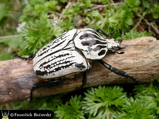 標本 Cong Goliathus orientalis 94mm Cong Goliathus orientalis 94mm