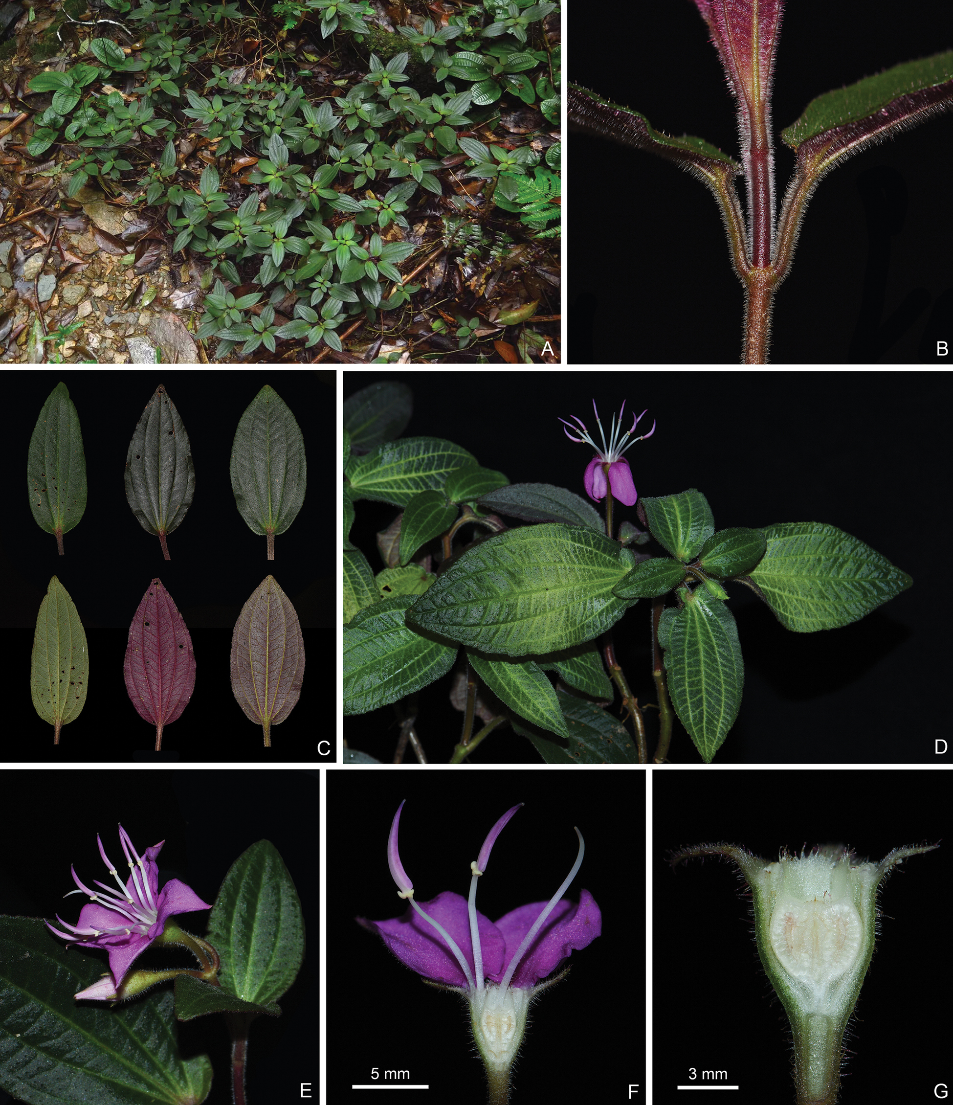 New taxa and nomenclatural changes in Bredia (Sonerileae