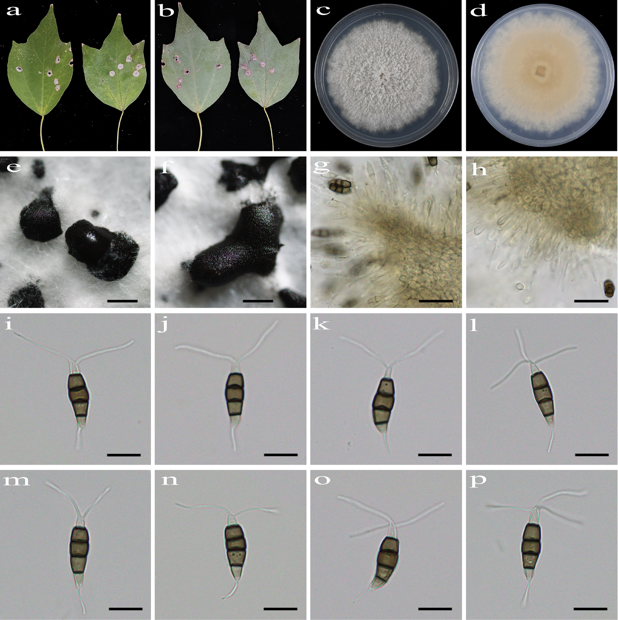 Morpho-phylogenetic evidence reveals five novel species of