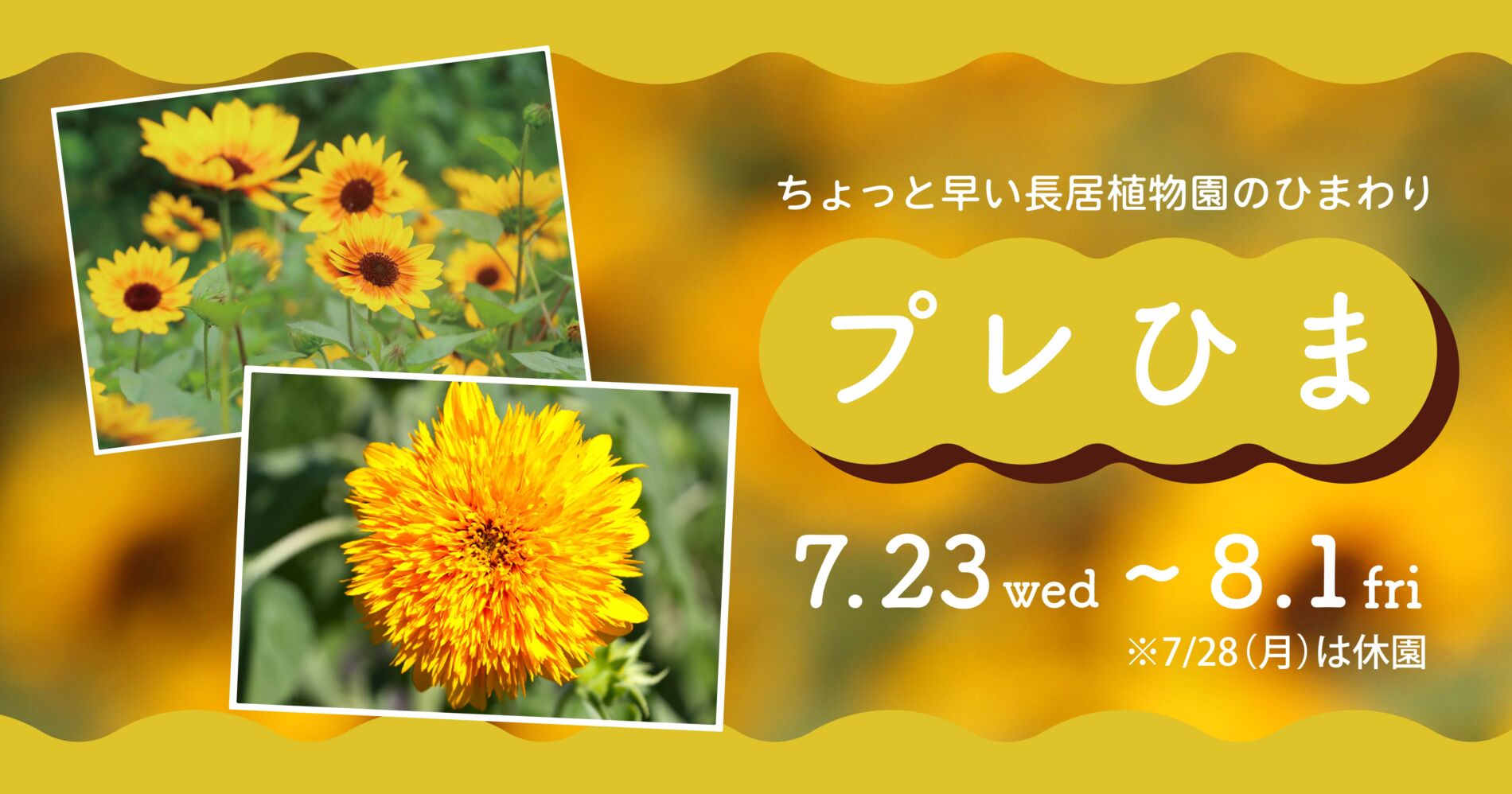 プレひま~ちょっと早い長居植物園のひまわり~ | イベント情報 | 大阪