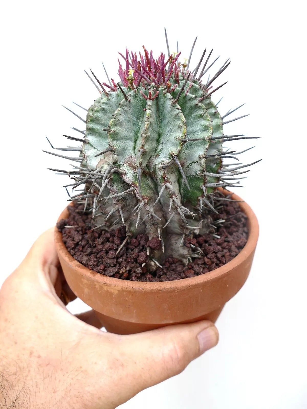 ユーフォルビア・ホリダ | Botanical Archive | ユニークな砂漠のサボテン