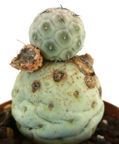 Tephrocactusgeometricus-