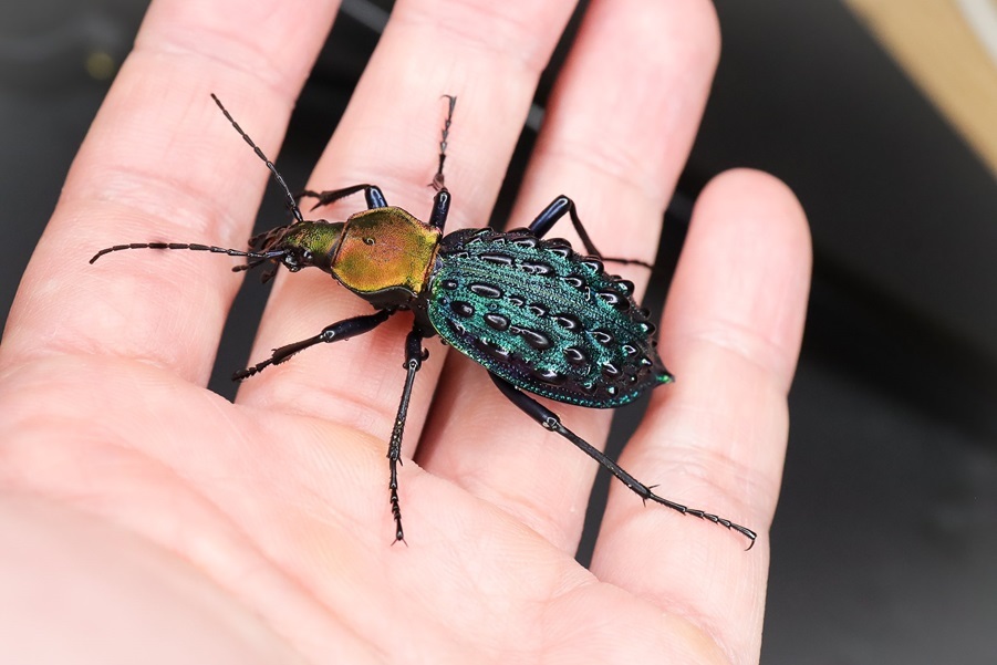 イボハダオサムシ標本 ☆クリミア半島産C.scabrosus tauricus