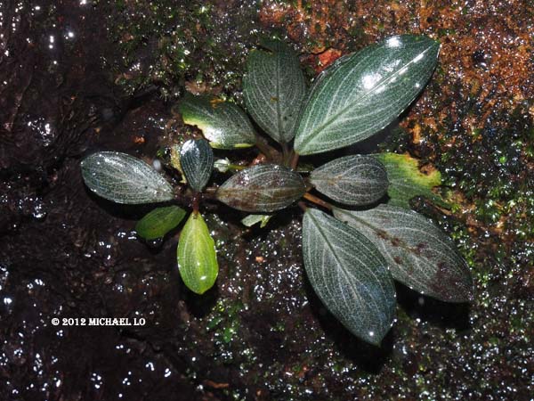 The rainforests of Borneo & Southeast Asia: Bucephalandra sp