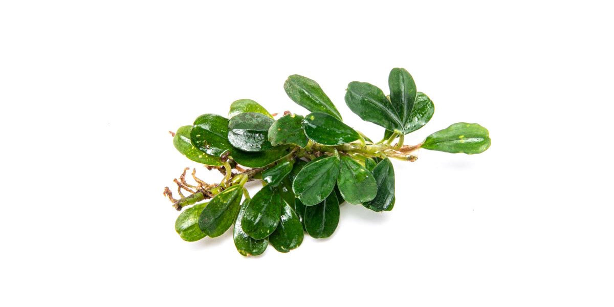 Purple Blue Aquarium Plant — Buce Plant