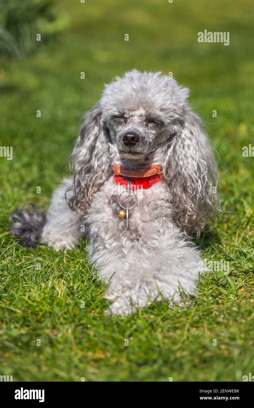 A miniature gray poodle toy laying on a green lawn on a sunny day