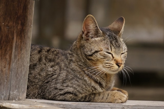 キジトラの歴史、特徴、性格 – 毛色別に猫を解説 | Cat Press