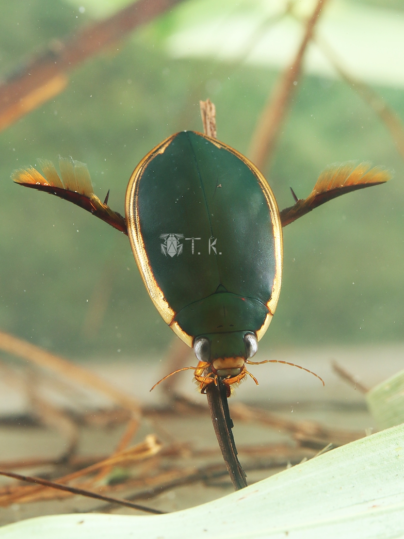 コガタノゲンゴロウ | 精霊の庵 - 無名の絶滅危惧昆虫