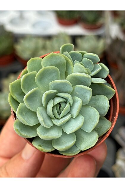 SukuLand Echeveria Rasperry Ice Kore Ithal Koleksiyonluk Özel Tür