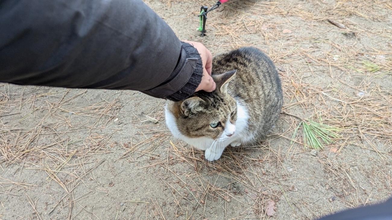 ねこ課長を見に大洗キャンツー - クッソ汚い絵描きのブログ