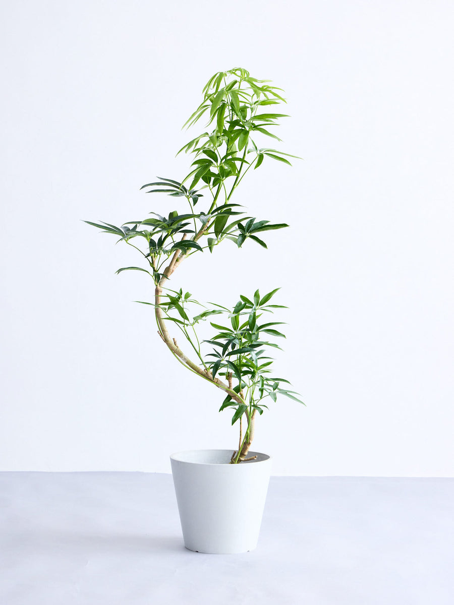 シェフレラ・アンガスティフォリア まがり M | 観葉植物の通販 AND
