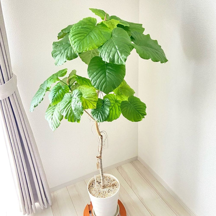 一点物】フィカス・ウンベラータ 8号 沖縄の観葉植物 高さ約150cm No