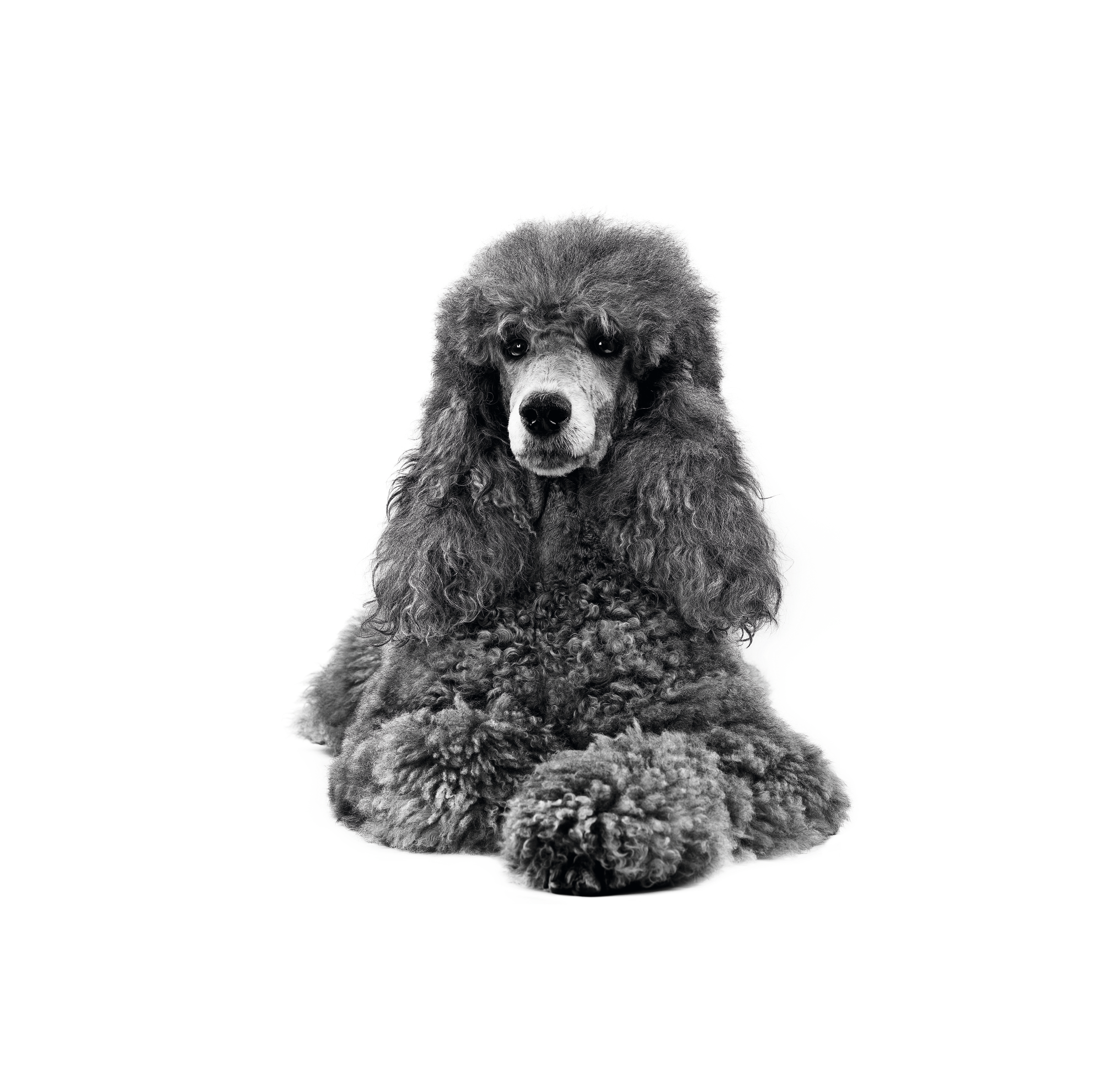 プードル （成犬用 ドライ） | Royal Canin JP