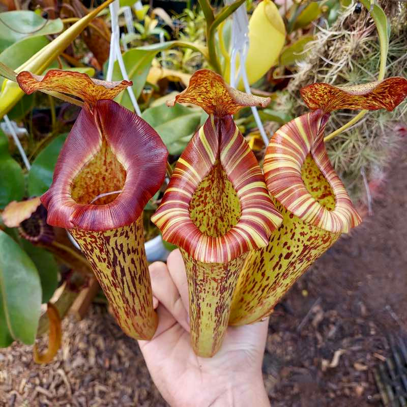 Nepenthes Riker [(lowii x veitchii) x tiveyi] x platychila for Sale