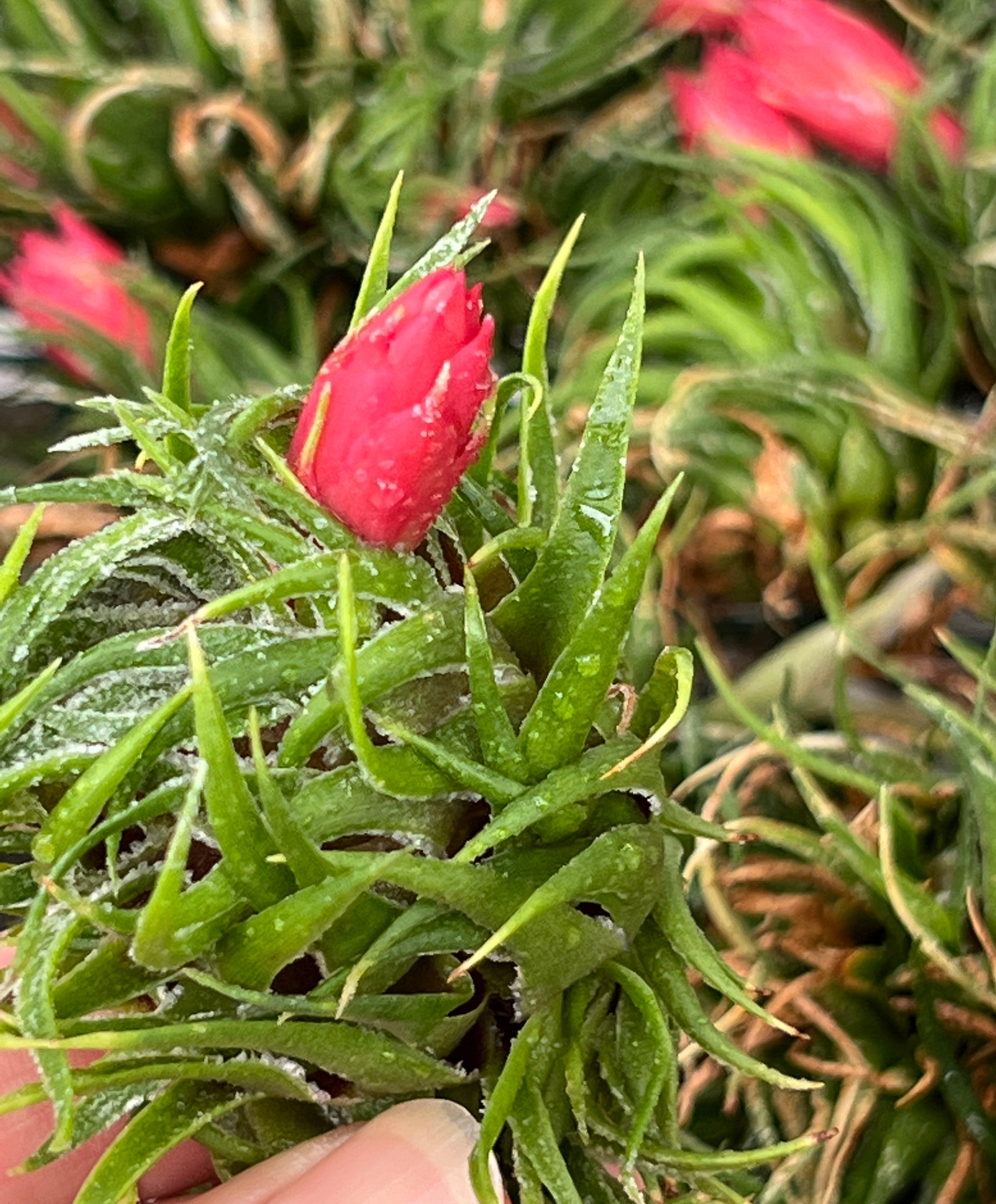 Tillandsia sprengeliana - Bird Rock Tropicals