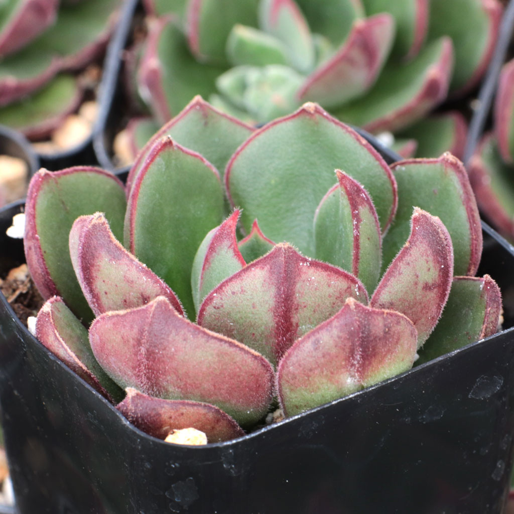 Echeveria 'Joan Daniel' - Mountain Crest Gardens