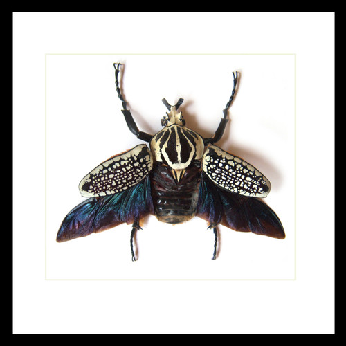 標本 Cong Goliathus orientalis 94mm Cong Goliathus orientalis 94mm