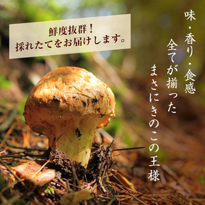 信州産「天然松茸」（約600g/6〜22本） 野菜 きのこ まつたけ | 長野県
